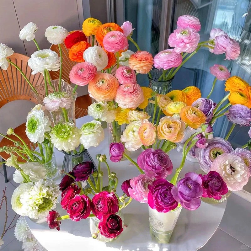 Rare Ranunculus Flowers Bulbs